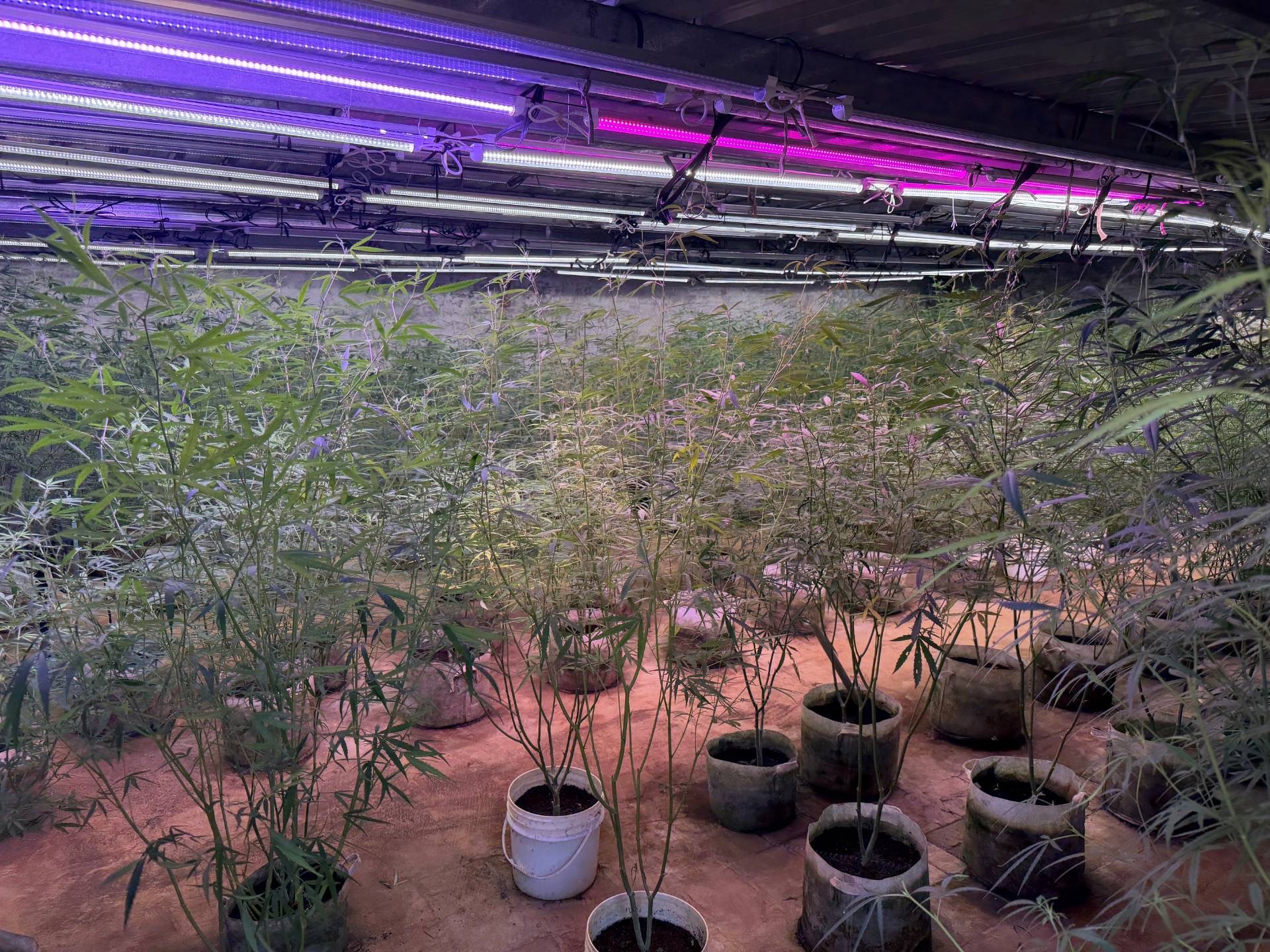北投警查獲種植大麻案件