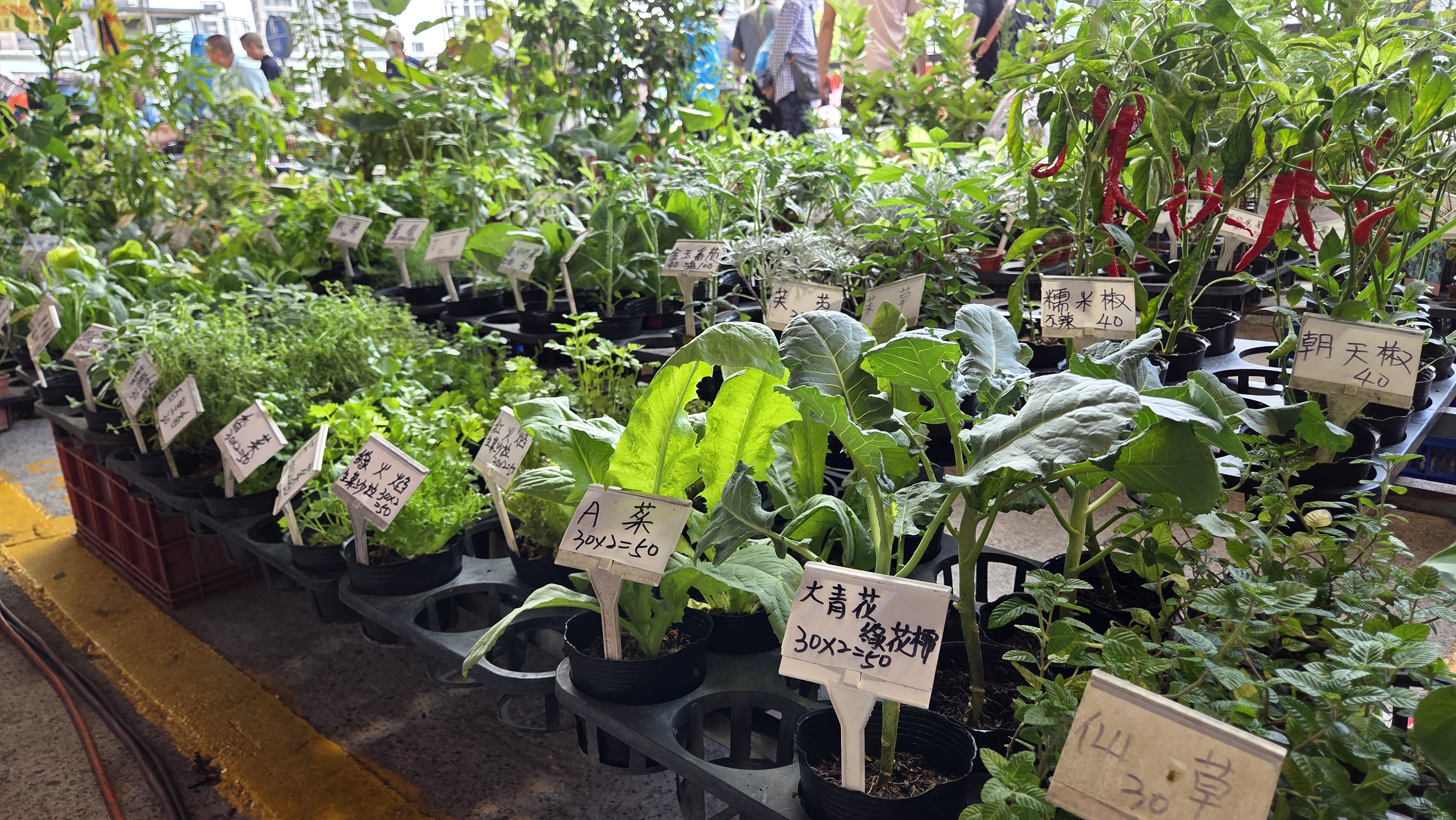 重新橋觀光市集10月9日第7至8區「市集情意農—助農回饋日」