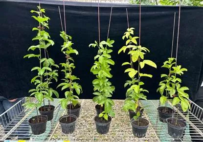 農試所發表百香果藤蔓與廢菇包循環利用技術  14天快速轉化農廢資材 助攻百香果產量增18% 圖1