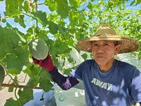 宜蘭甜瓜產量升級！花蓮場露天新品種「佩洛斯」正式亮相 圖1