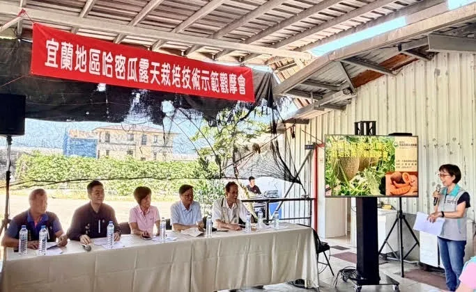 宜蘭甜瓜產量升級！花蓮場露天新品種「佩洛斯」正式亮相 圖4