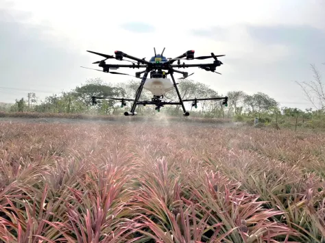 鳳梨外銷助攻隊：突破檢疫卡關  拓展外銷之路 圖4