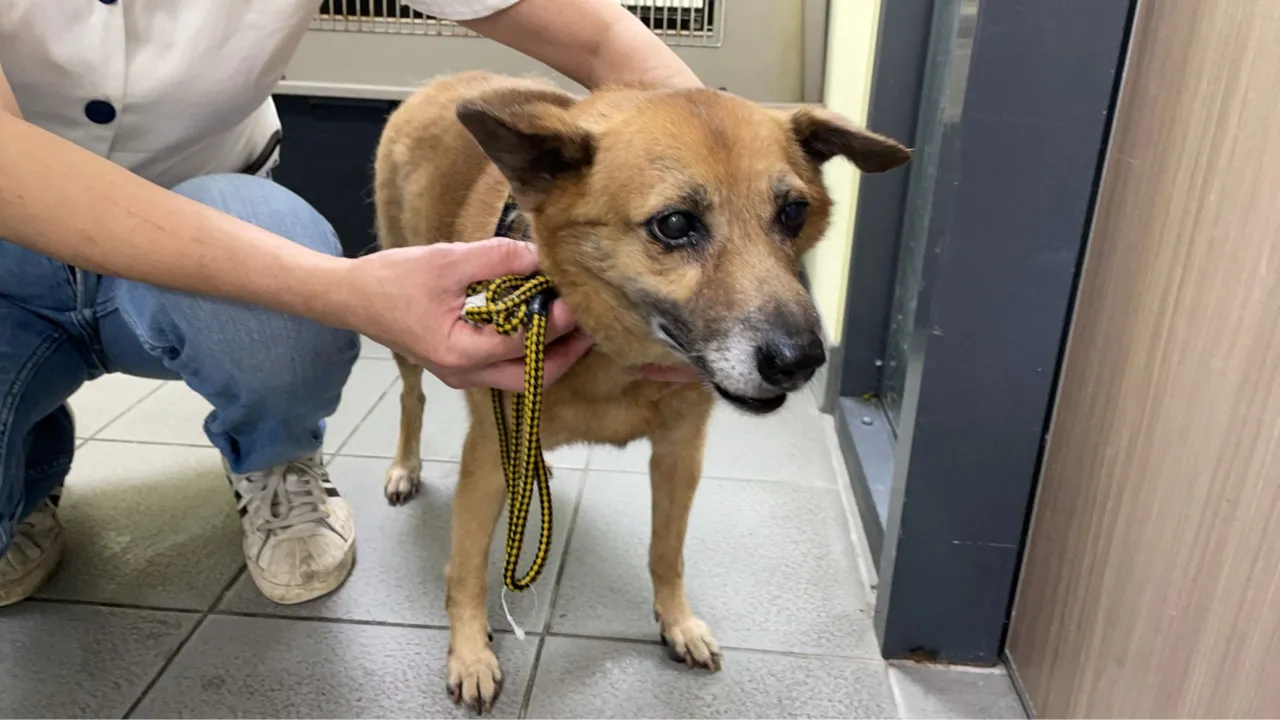 615警察節 波麗士毛寶貝免費施打狂犬病疫苗公益服務 圖1