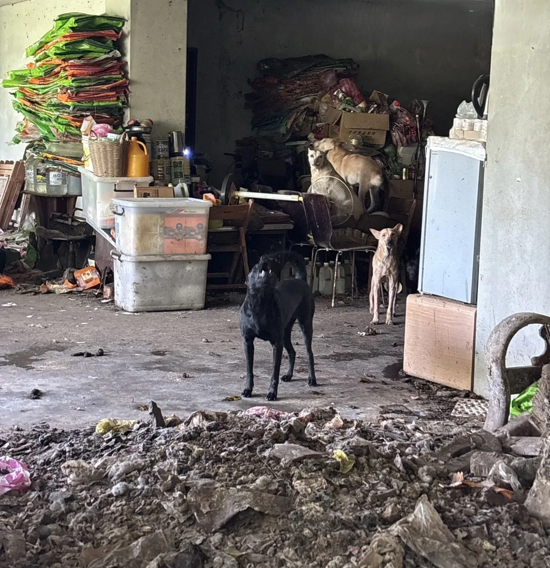 615警察節 波麗士毛寶貝免費施打狂犬病疫苗公益服務 圖2