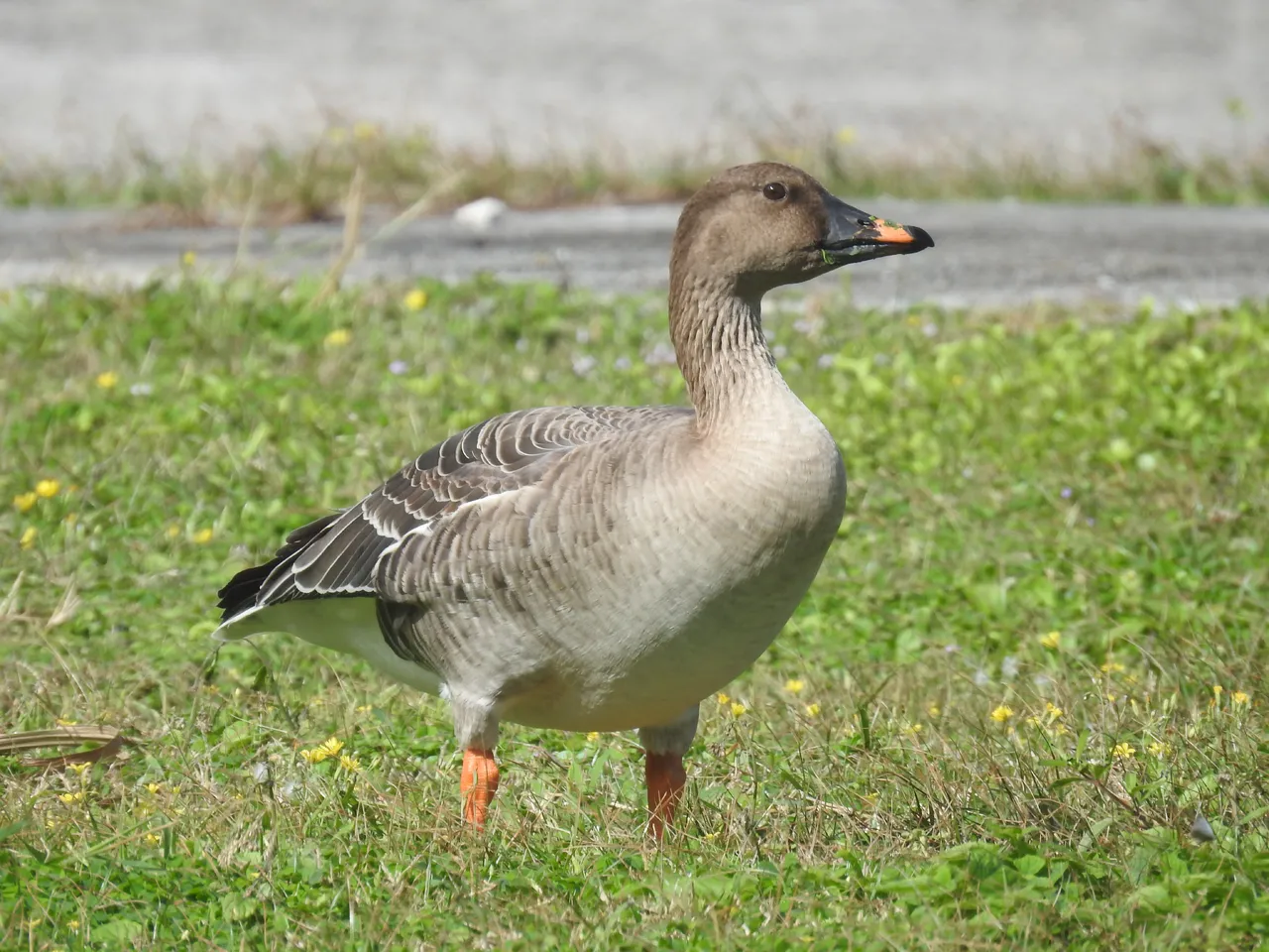 5年深耕綠島田野調查 解鎖鳥類蝙蝠新物種 圖2