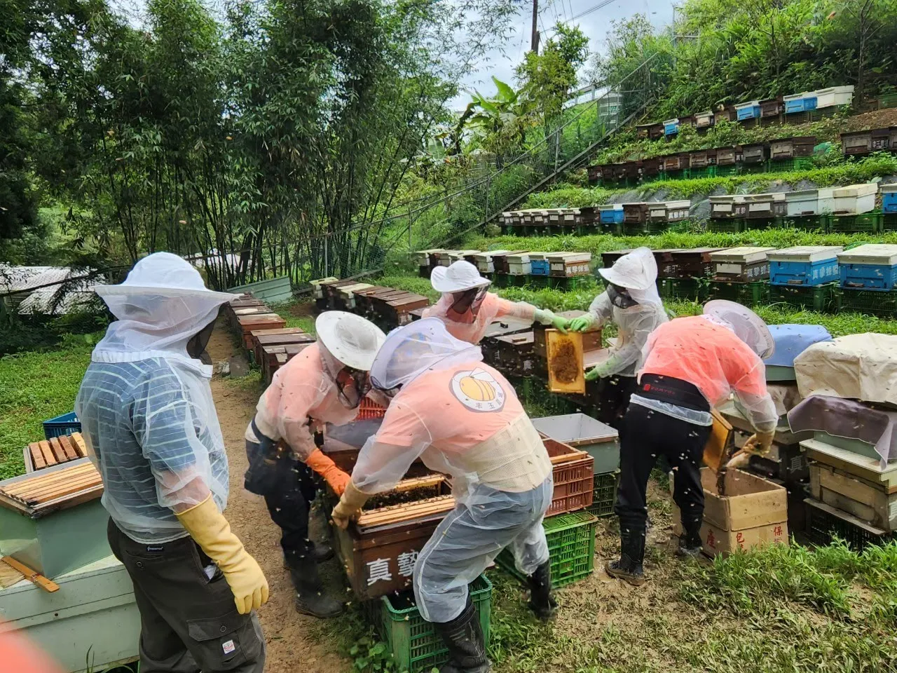 世界級純淨好蜜！新北平溪紫東「紅淡蜜」獲國際iTi大獎 圖2