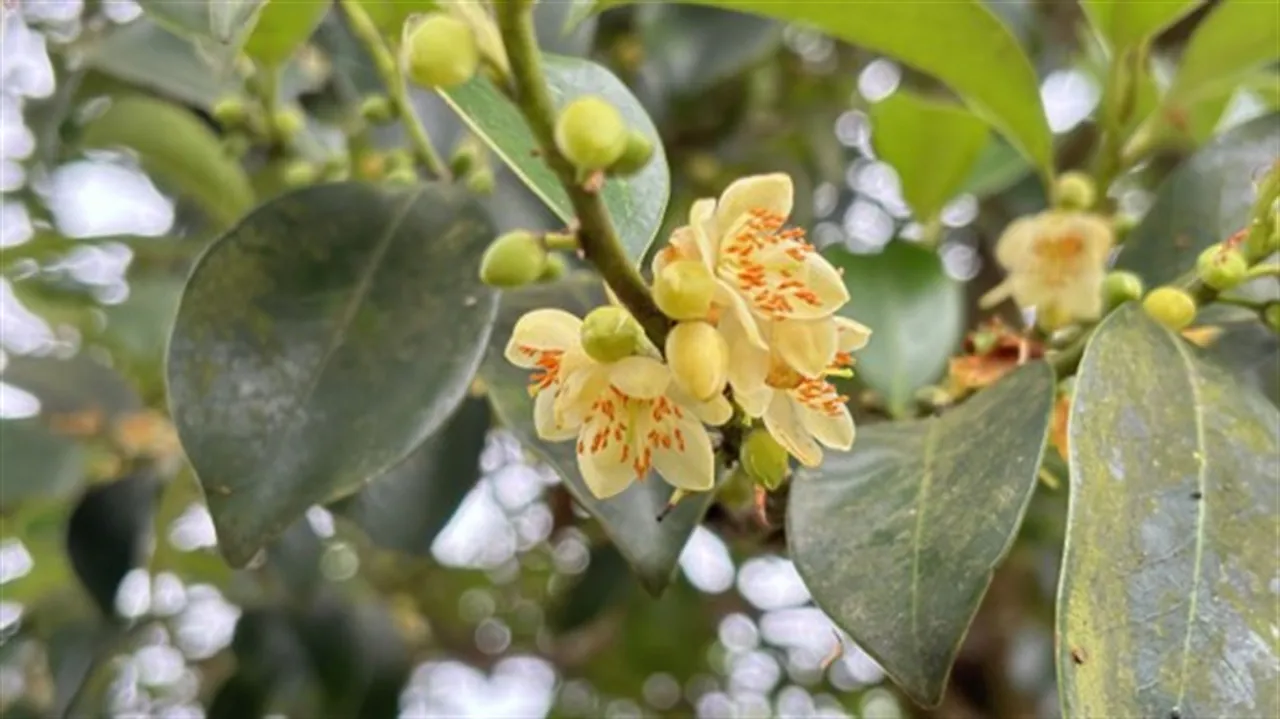 世界級純淨好蜜！新北平溪紫東「紅淡蜜」獲國際iTi大獎 圖3