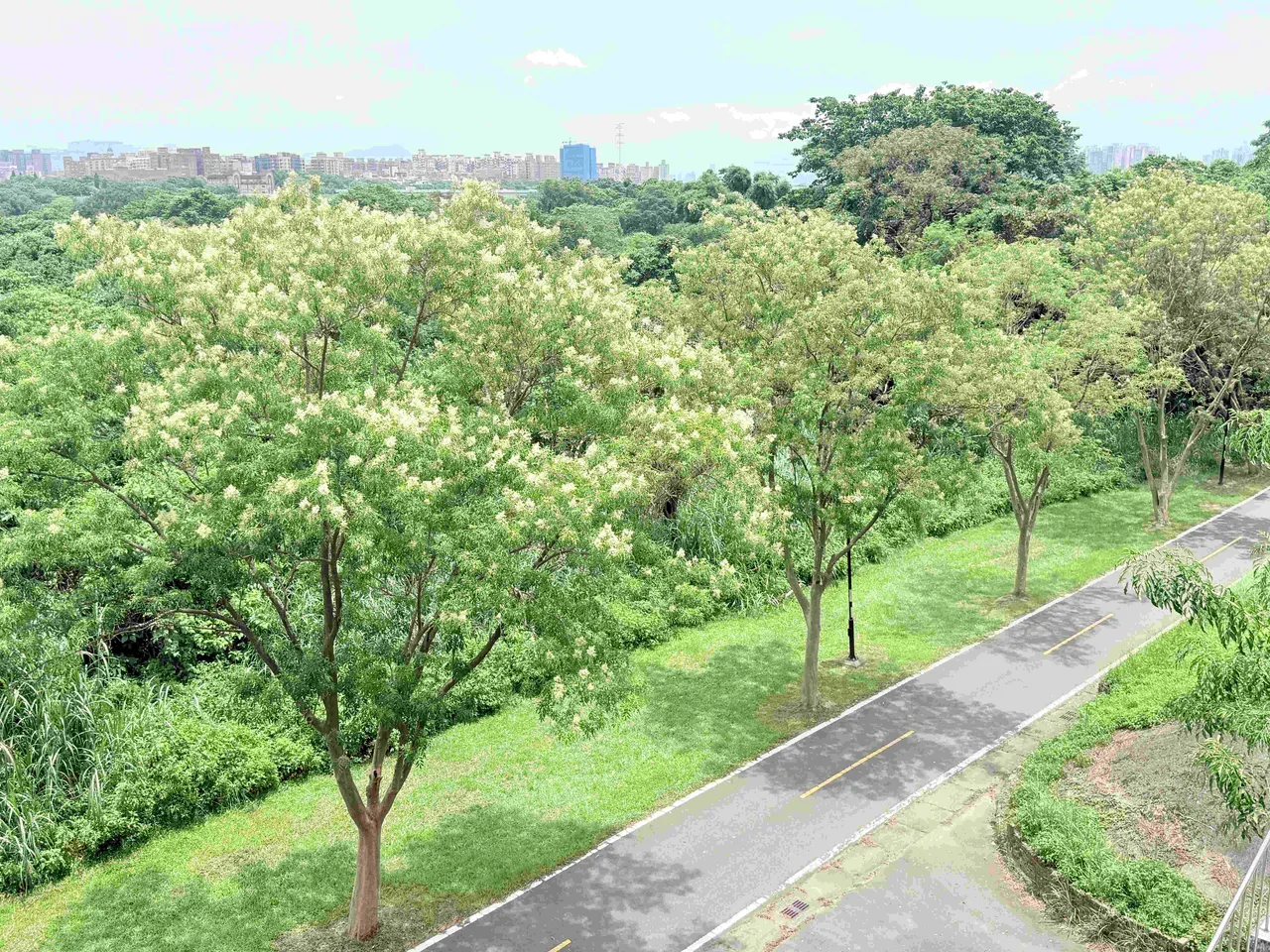土城河濱「光蠟樹綠意廊道」獨角仙秘境大公開 圖5