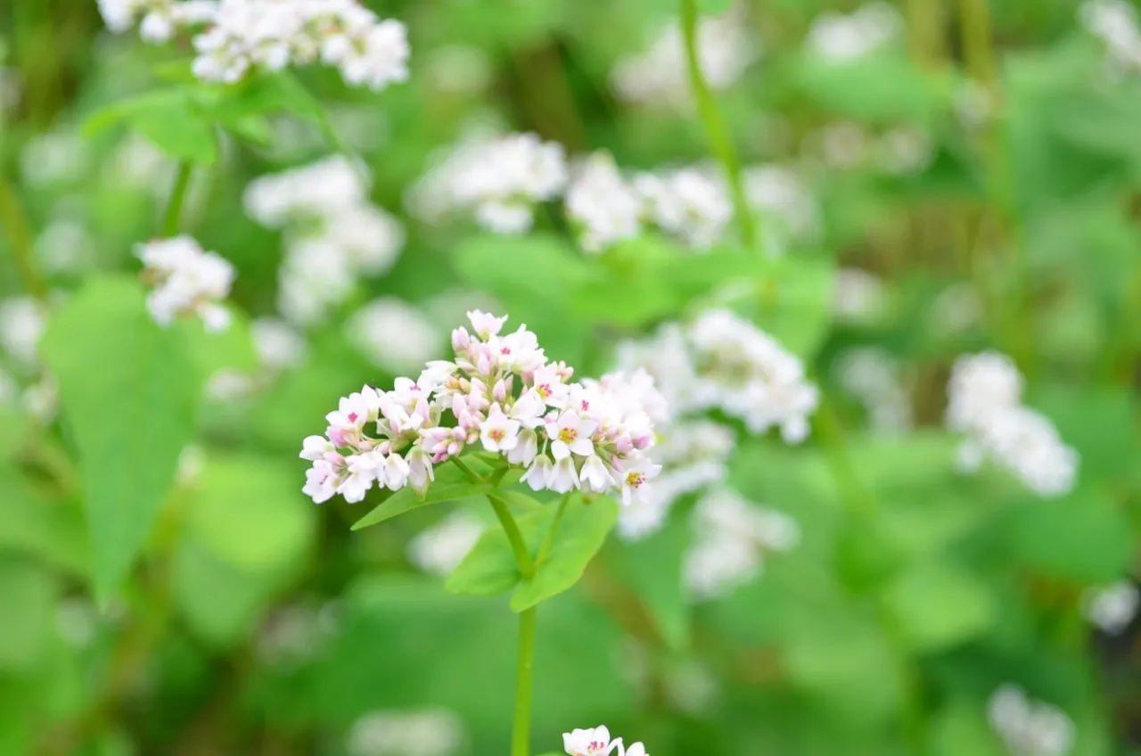 不只是麵條！臺中場推國產「甜蕎、苦蕎」一日三餐新吃法 圖1