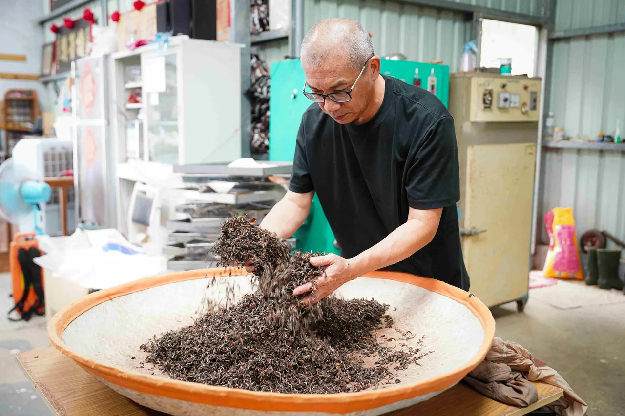 新北市美人茶沁涼上市 三芝粟益民三度榮獲特等獎 圖1