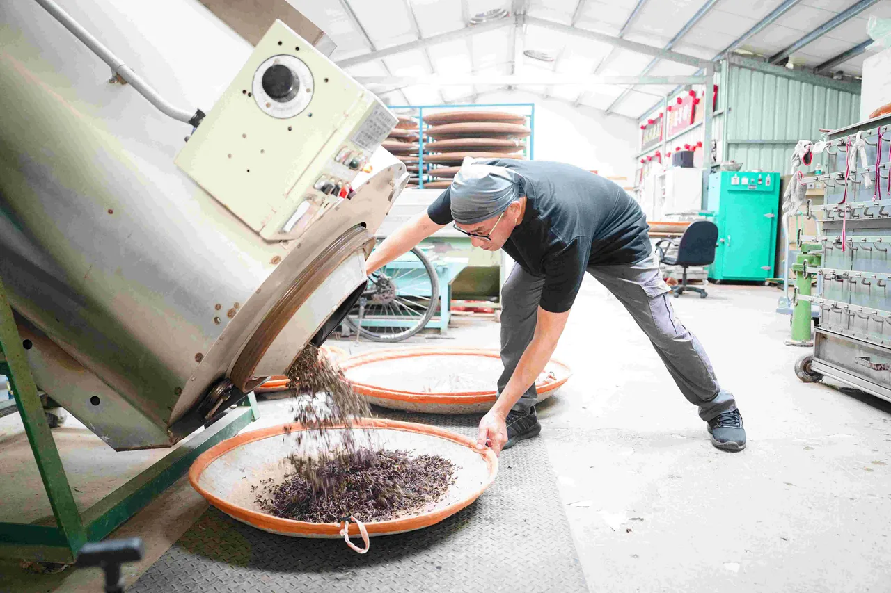 新北市美人茶沁涼上市 三芝粟益民三度榮獲特等獎 圖2