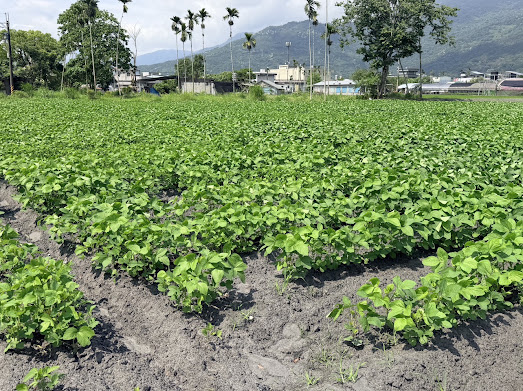 綠動未來！煥發新生！  馬太鞍溪災後復耕農產品加值發表會 農業部邀請企業共築農業ESG 圖3