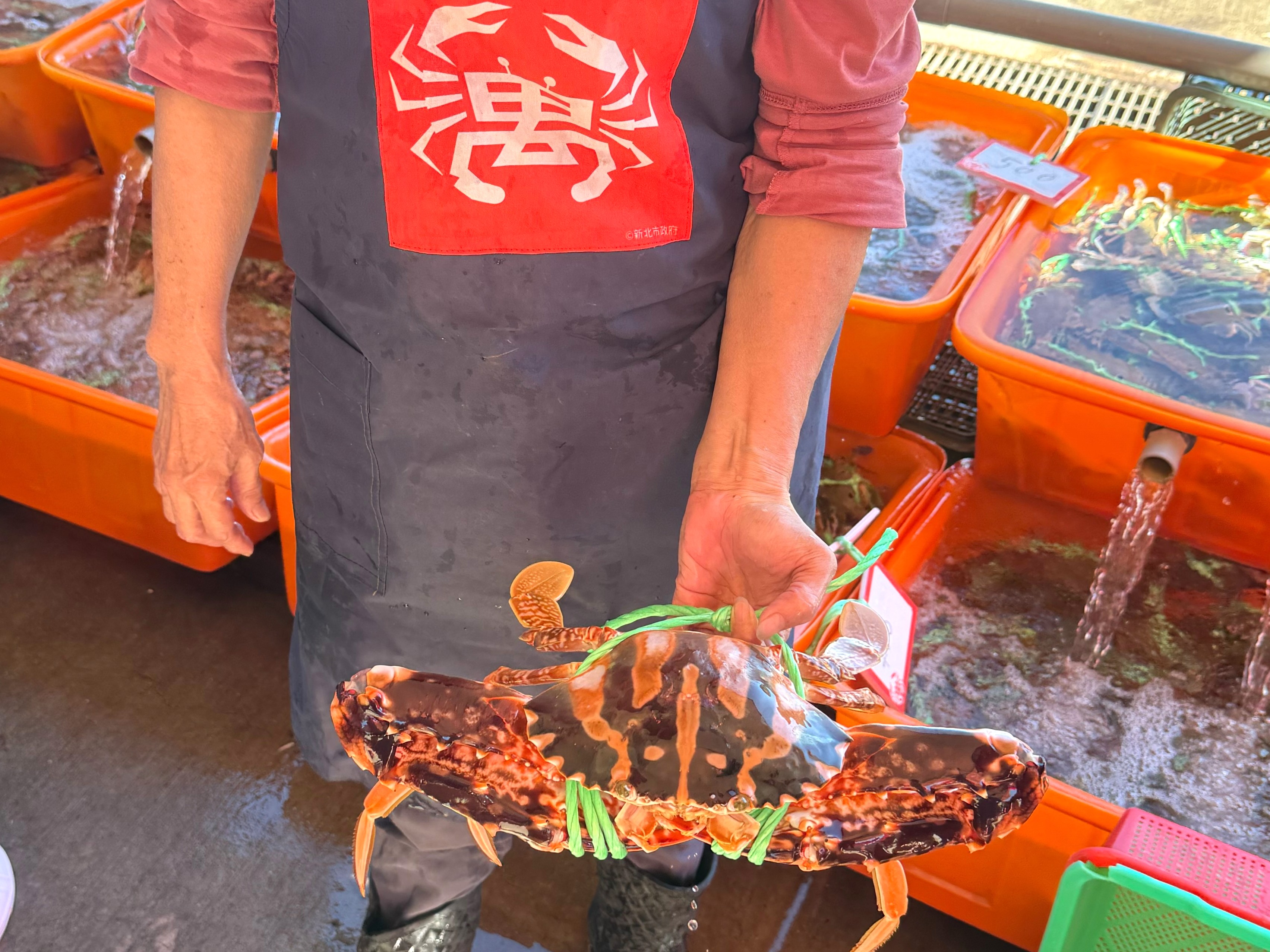 中秋加菜就來野柳假日活蟹市集 9月25日活蟹福袋限量開賣 圖1